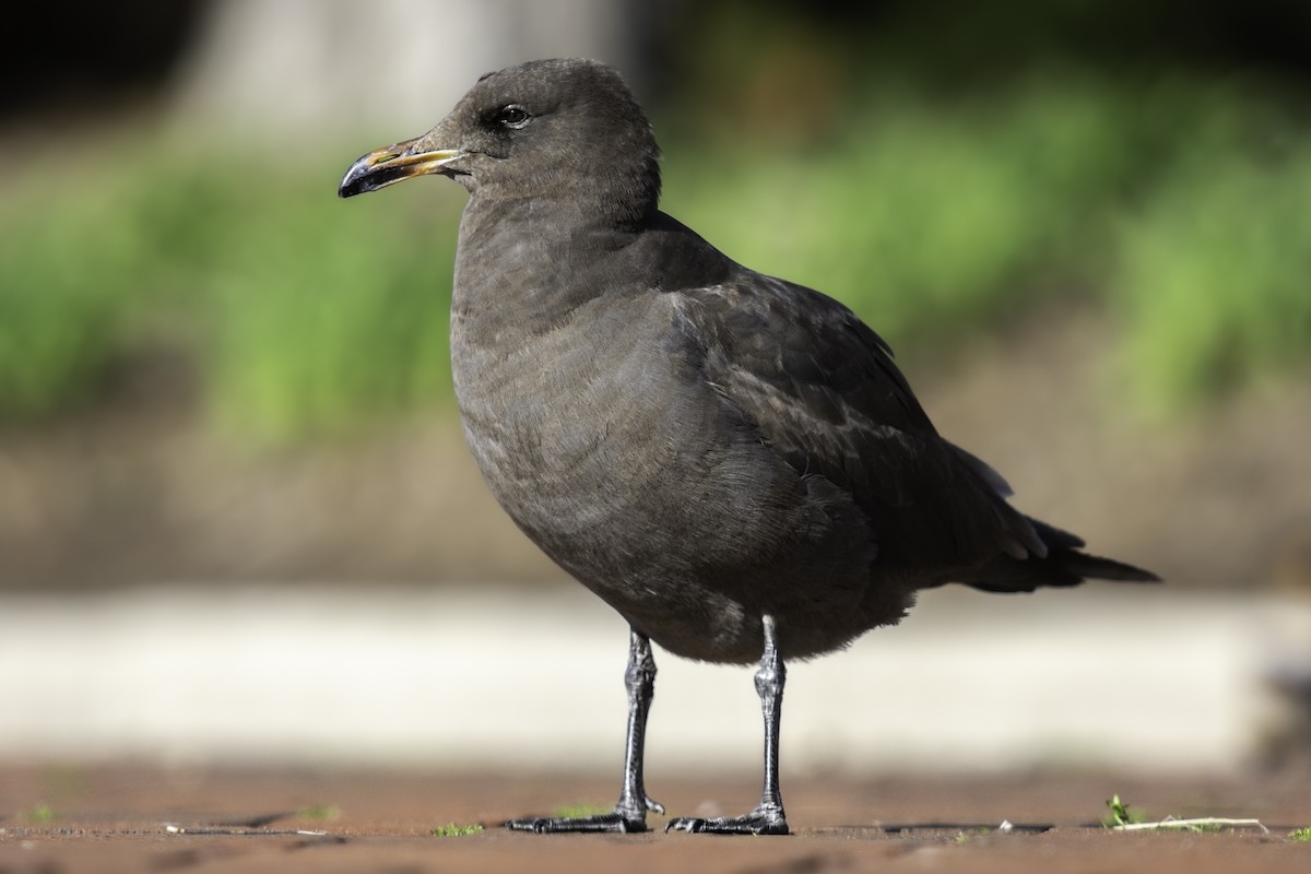 Heermann's Gull - ML431127181