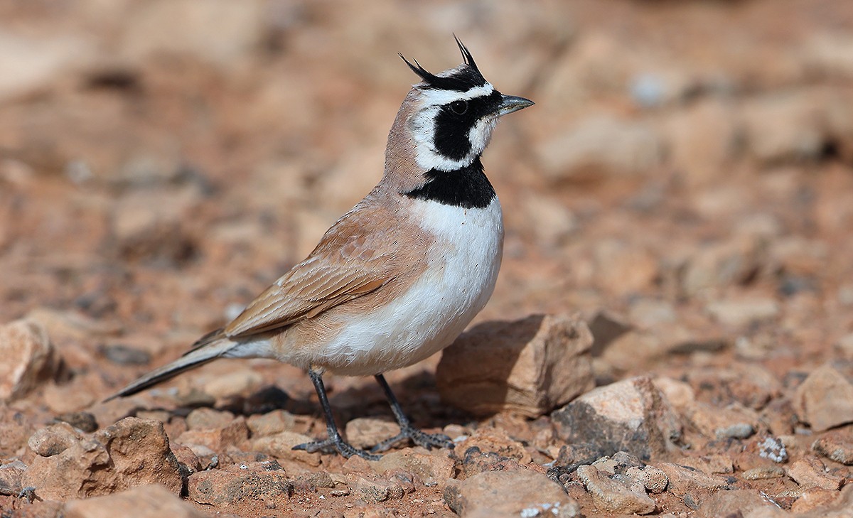 Temminck's Lark - AUDEVARD Aurélien