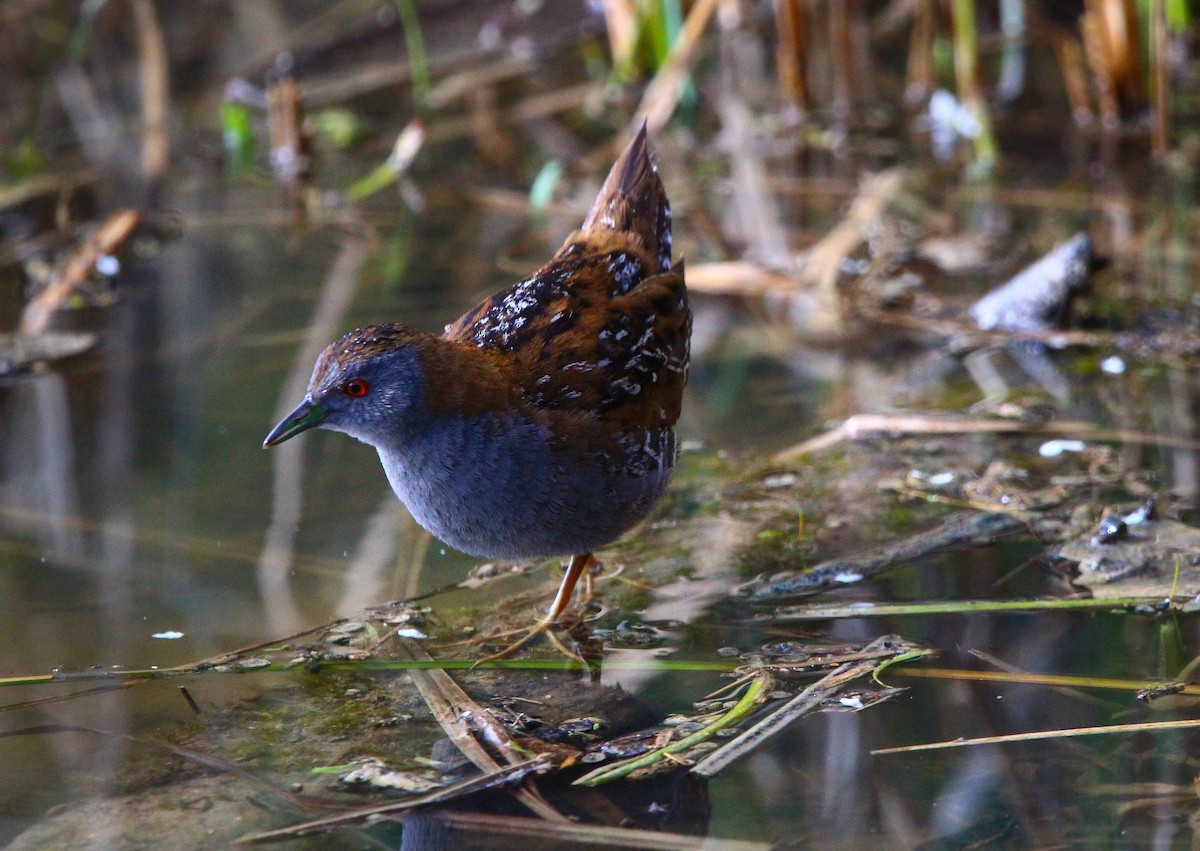 Baillon's Crake - ML431131081