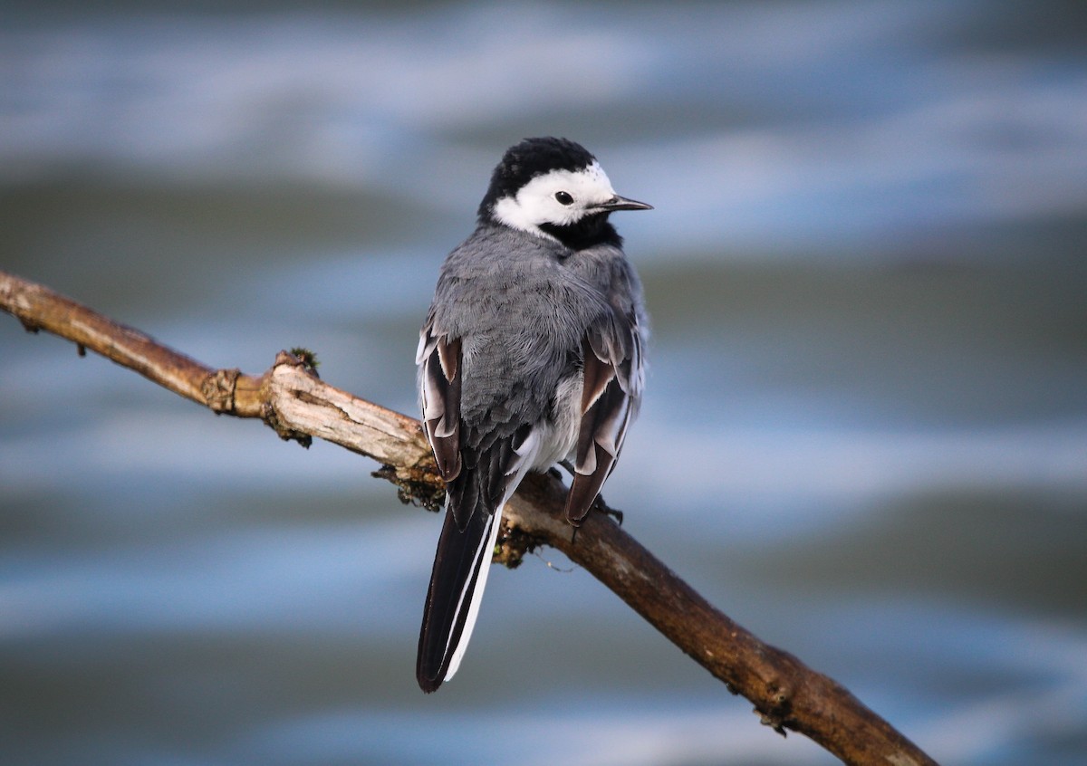 White Wagtail - ML431131501