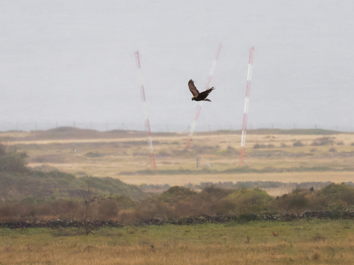 Western Marsh Harrier - ML431132451