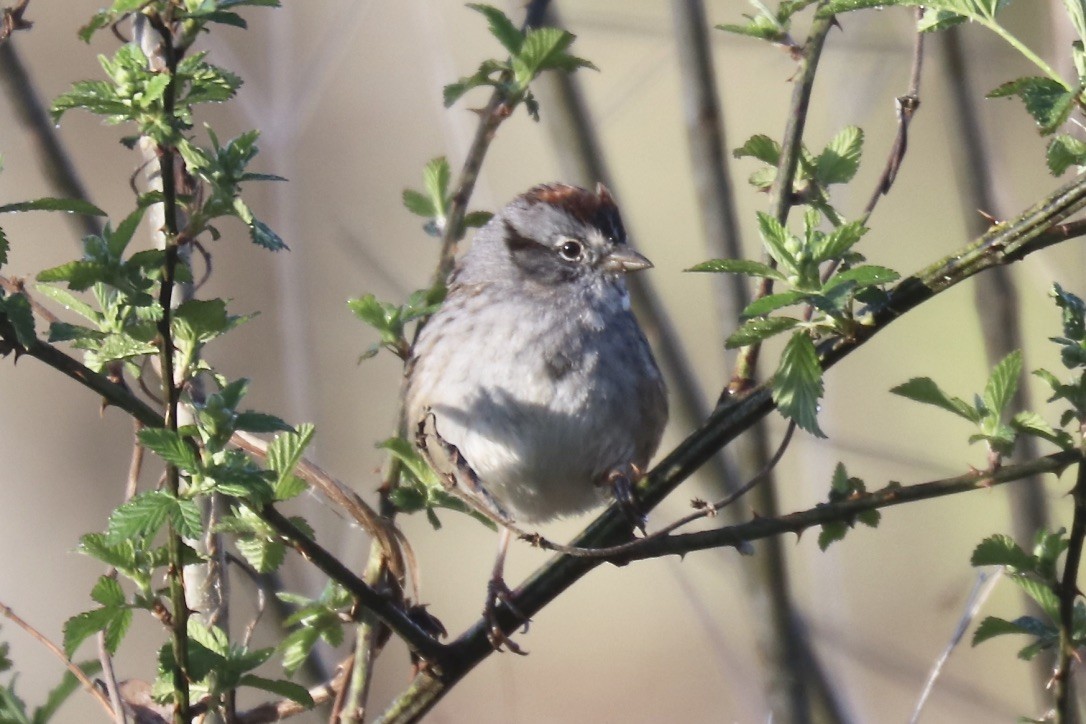 Swamp Sparrow - Irvin Pitts