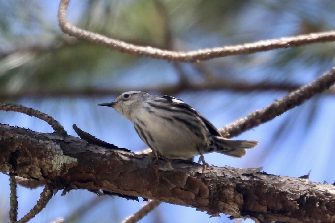 Black-and-white Warbler - Irvin Pitts