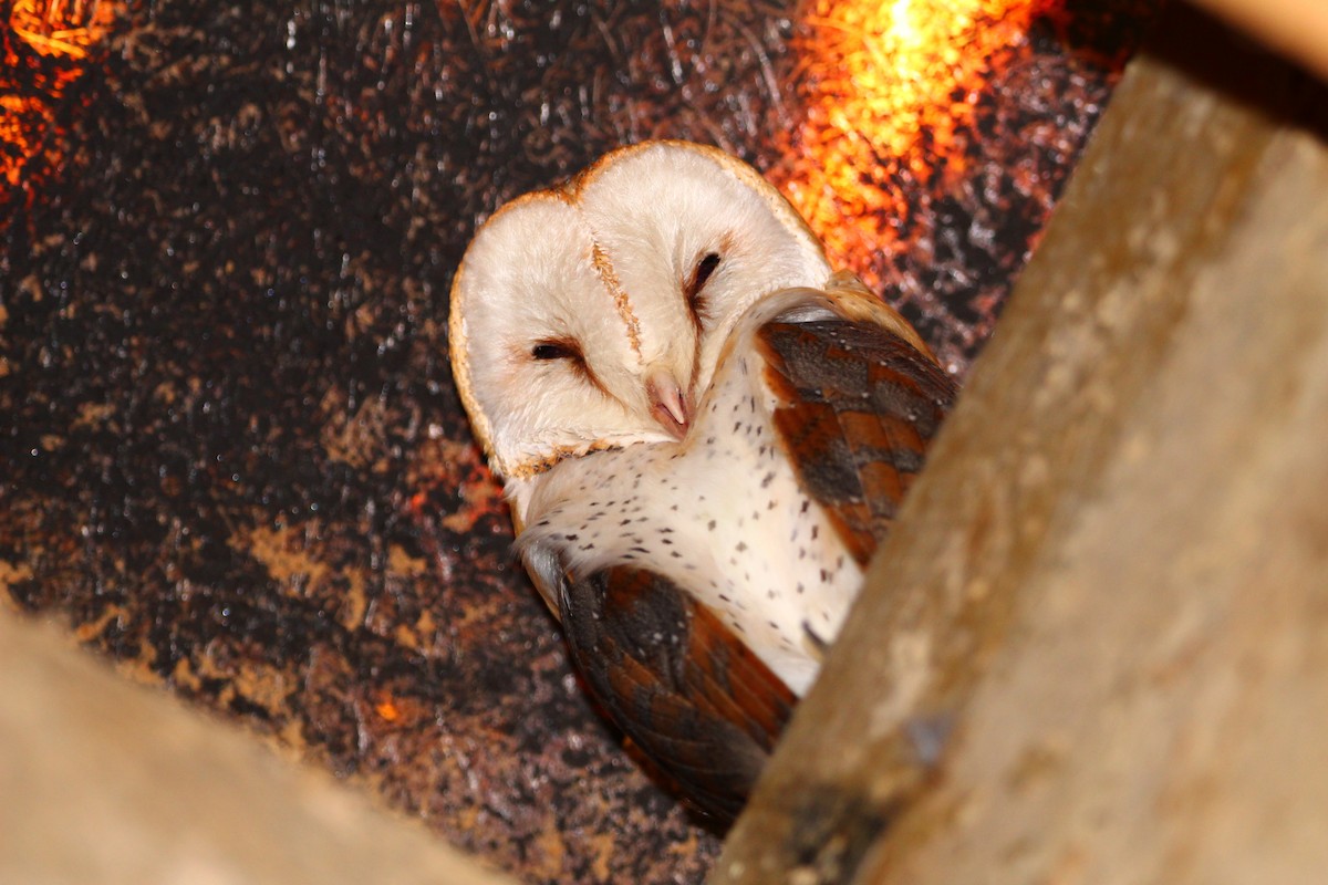 Barn Owl - ML431134191