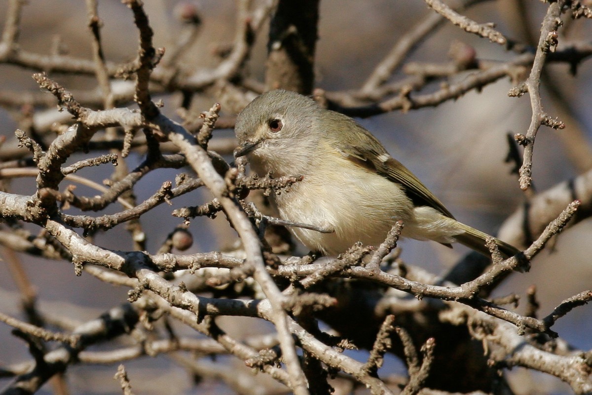 Dwarf Vireo - Chris Wood