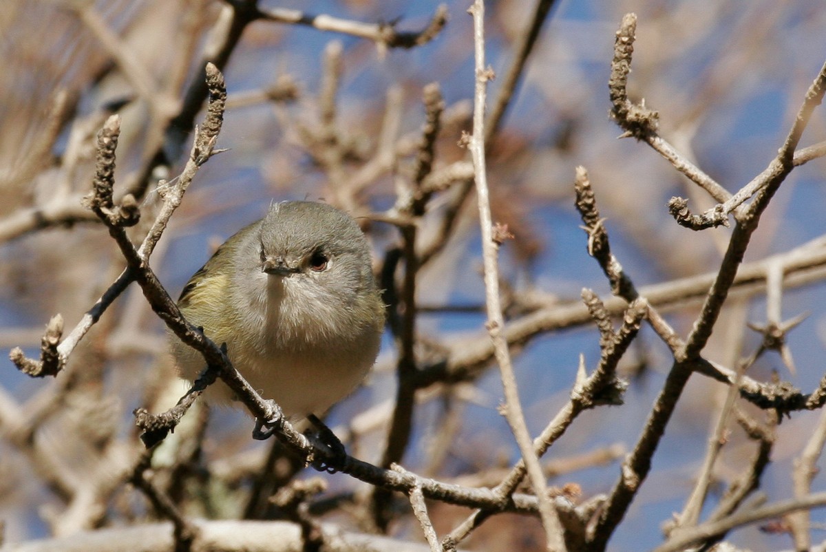 dvergvireo - ML43113511