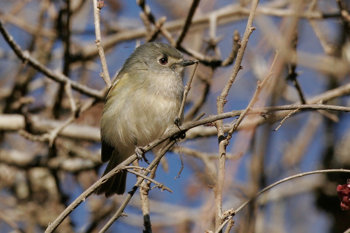 Dwarf Vireo - ML43113521