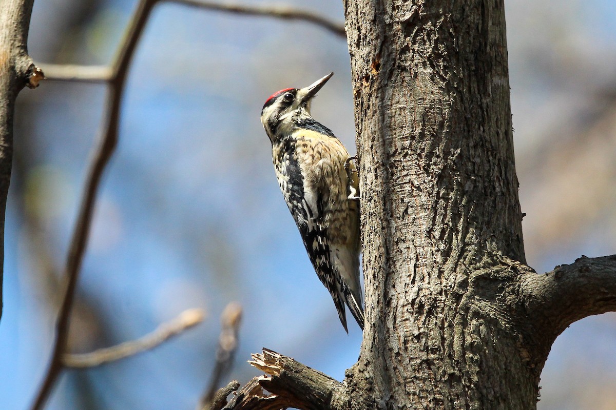 Yellow-bellied Sapsucker - ML431135881