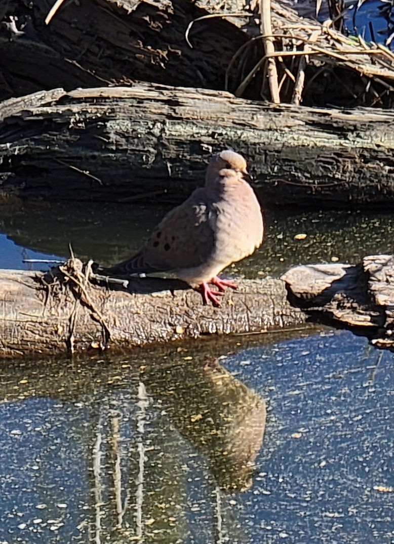 Mourning Dove - ML431135971