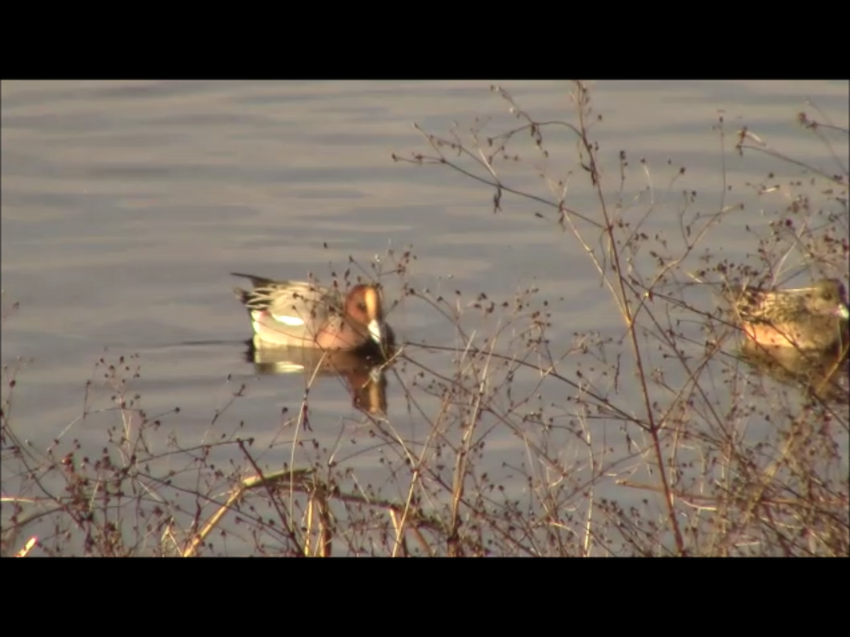 Eurasian Wigeon - Jeffrey Harris