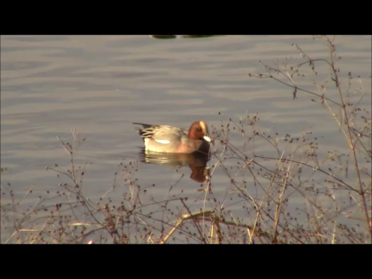 Eurasian Wigeon - Jeffrey Harris