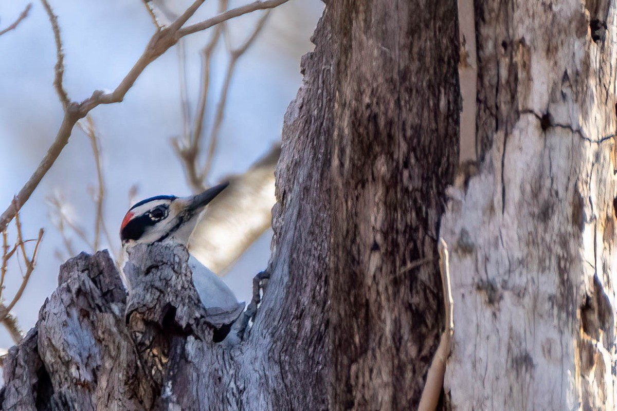 Hairy Woodpecker - ML431138321