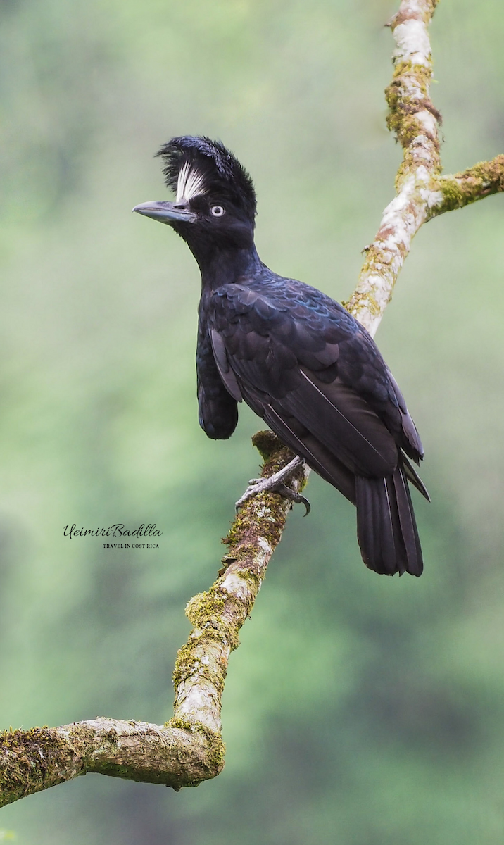 Amazonian Umbrellabird - yeimiri Arguello