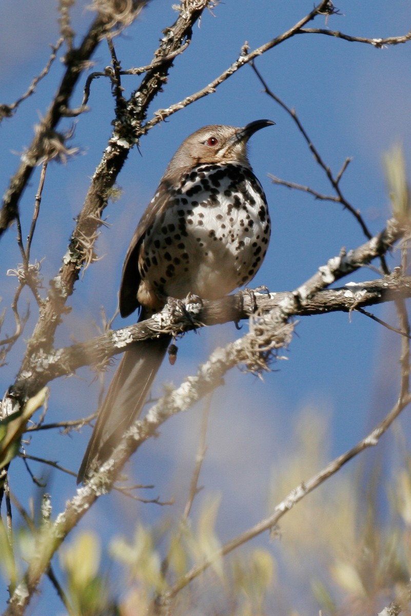 Ocellated Thrasher - ML43113871