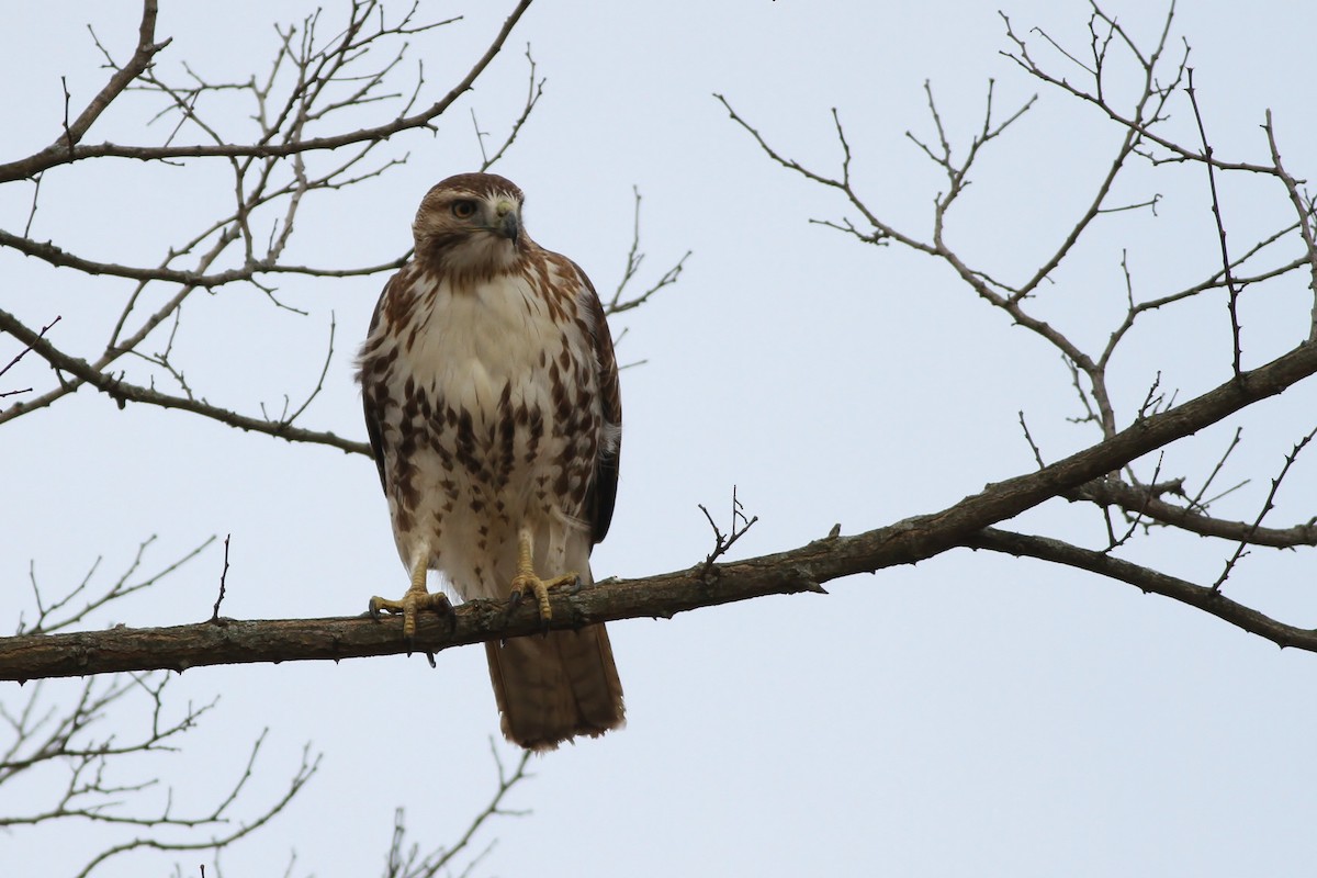 Red-tailed Hawk - ML43114151