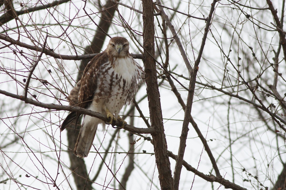 Red-tailed Hawk - ML43114161