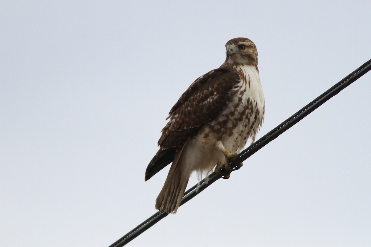 Red-tailed Hawk - ML43114181