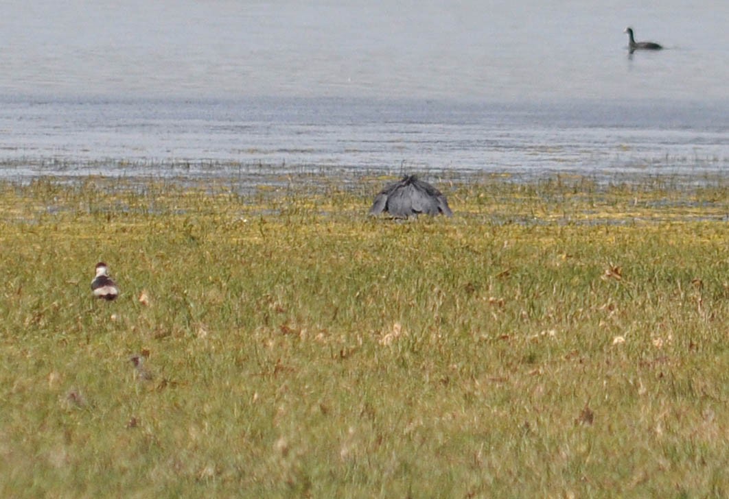 Black Heron - Jonathan Barnaby