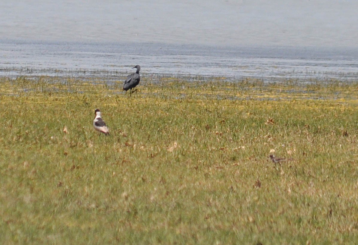 Black Heron - ML431145201