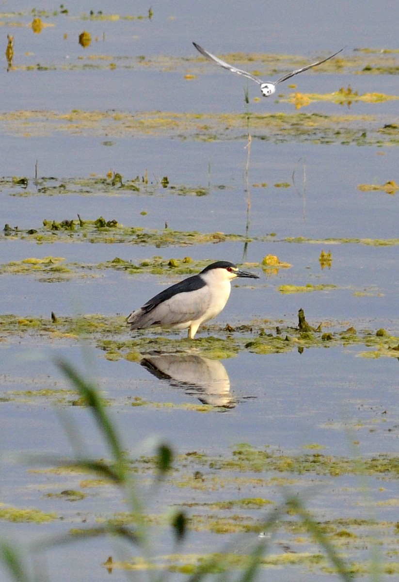 Black-crowned Night Heron - Jonathan Barnaby