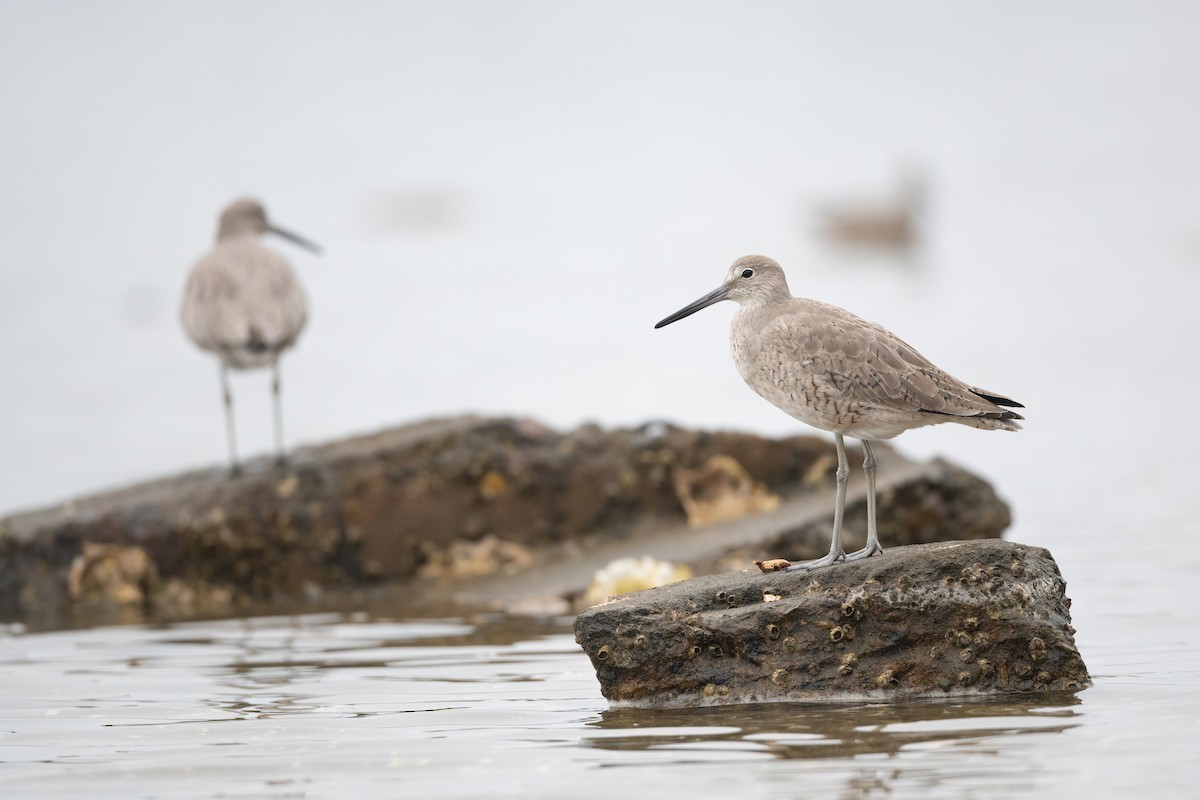 Willet - ML431146891