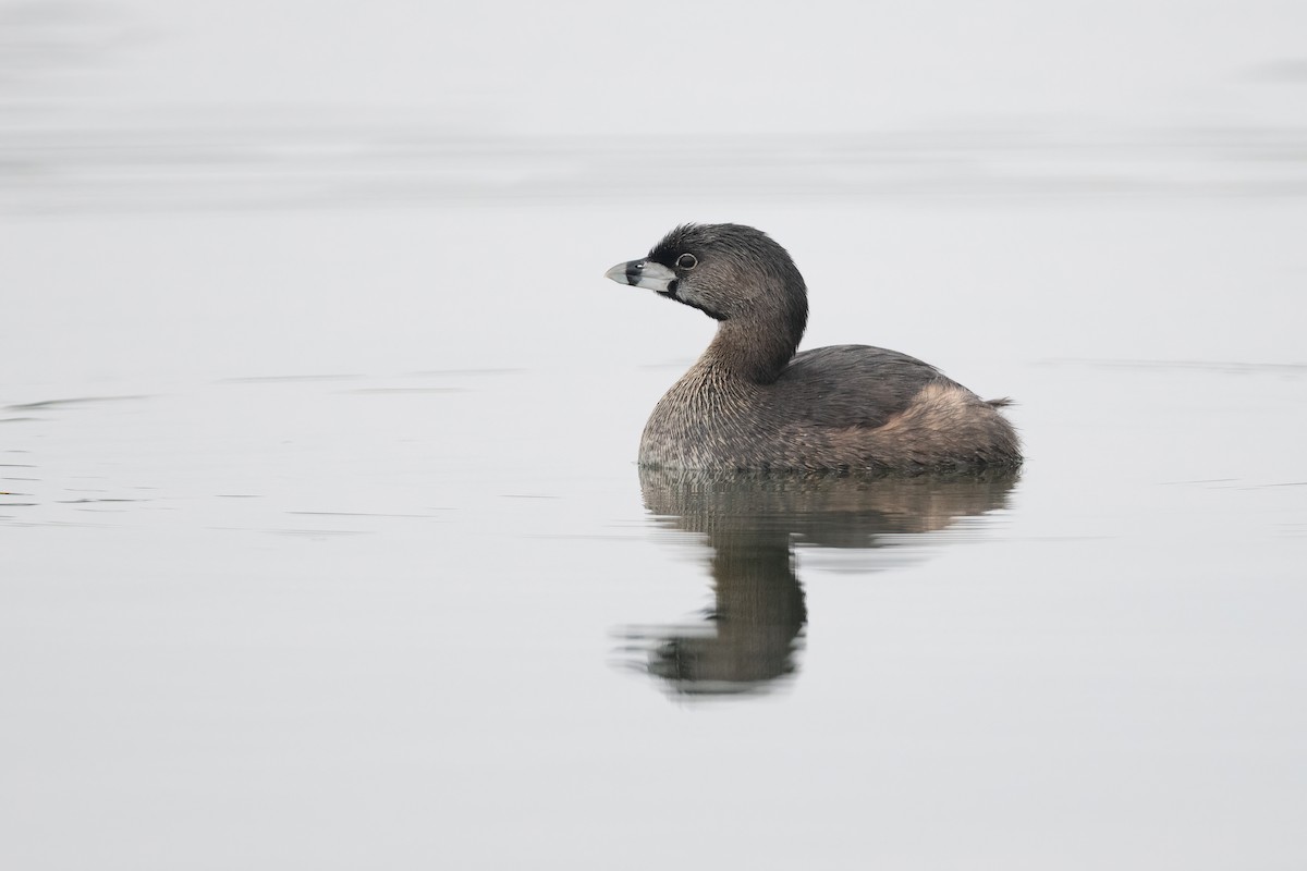 Pied-billed Grebe - ML431147221