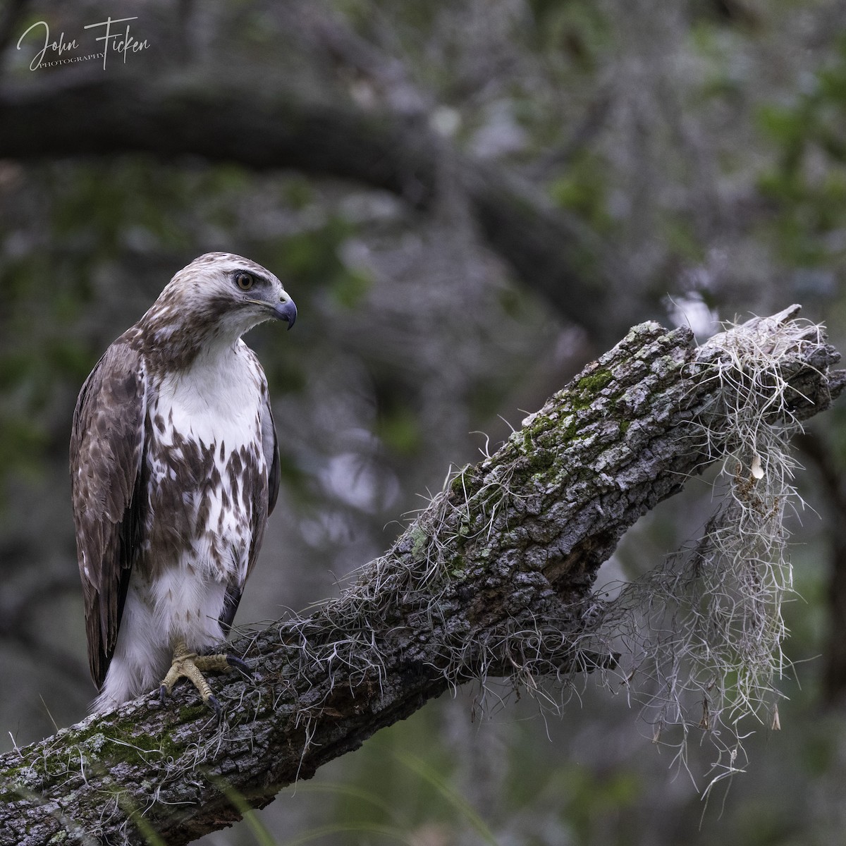 Red-tailed Hawk - ML431149371
