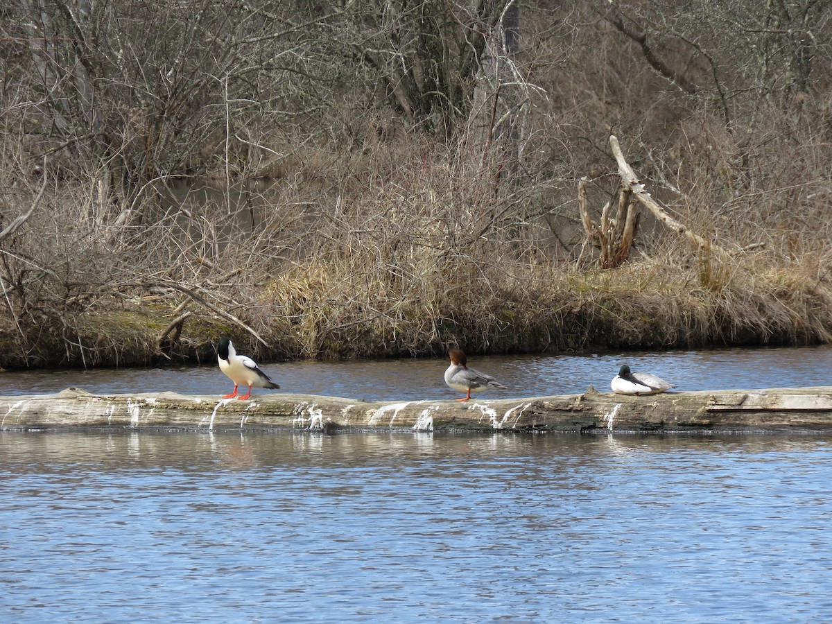 Common Merganser - ML431149541