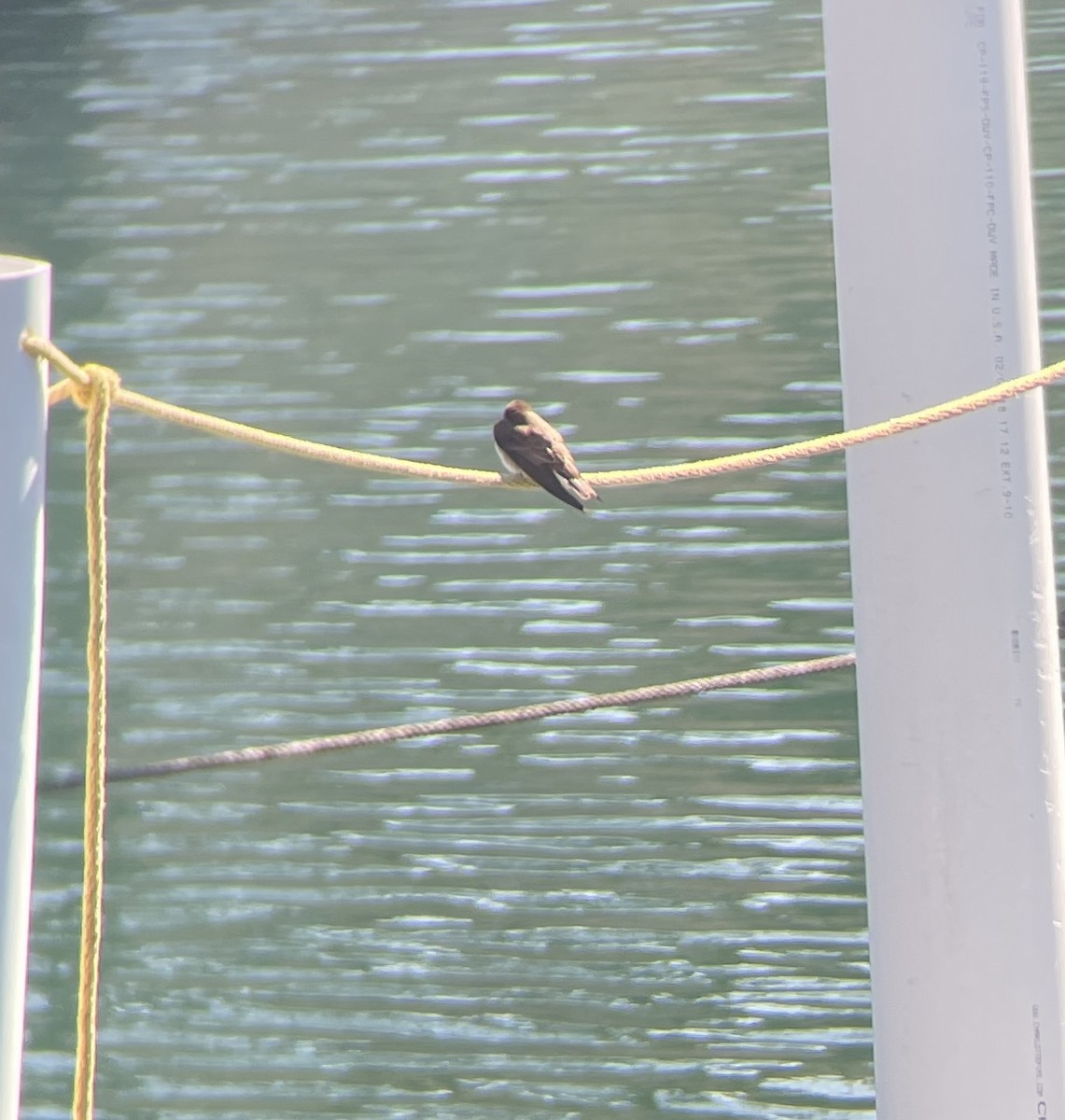 Northern Rough-winged Swallow - ML431150561