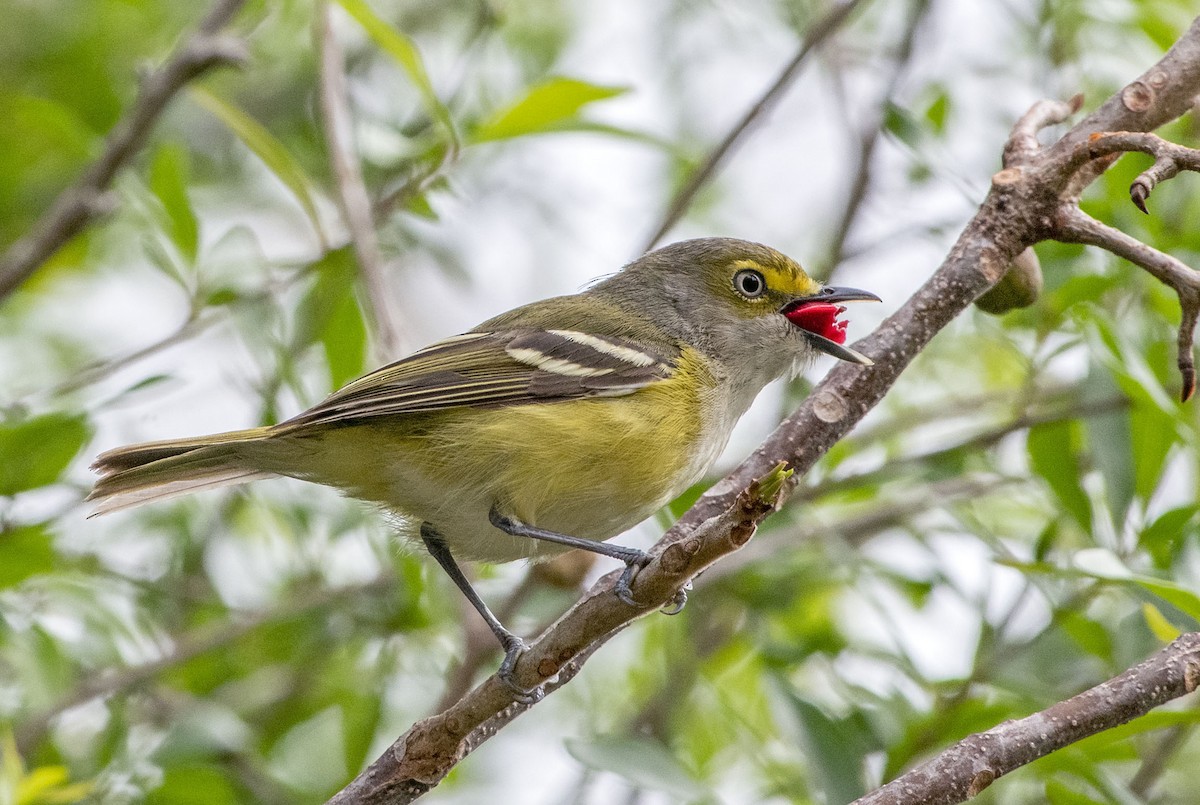 White-eyed Vireo - Denny Swaby