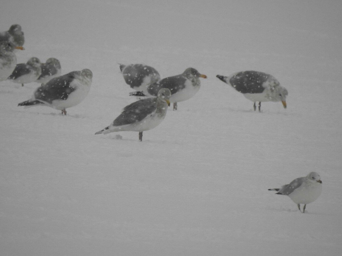 Western x Glaucous-winged Gull (hybrid) - ML43115191