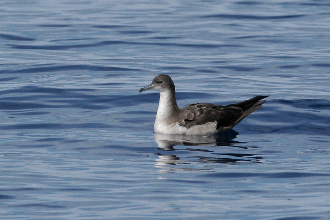 Wedge-tailed Shearwater - ML43115411