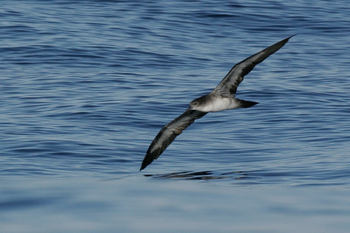 Wedge-tailed Shearwater - ML43115421