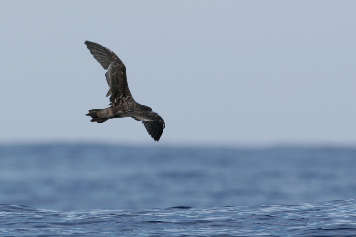 Wedge-tailed Shearwater - ML43115431