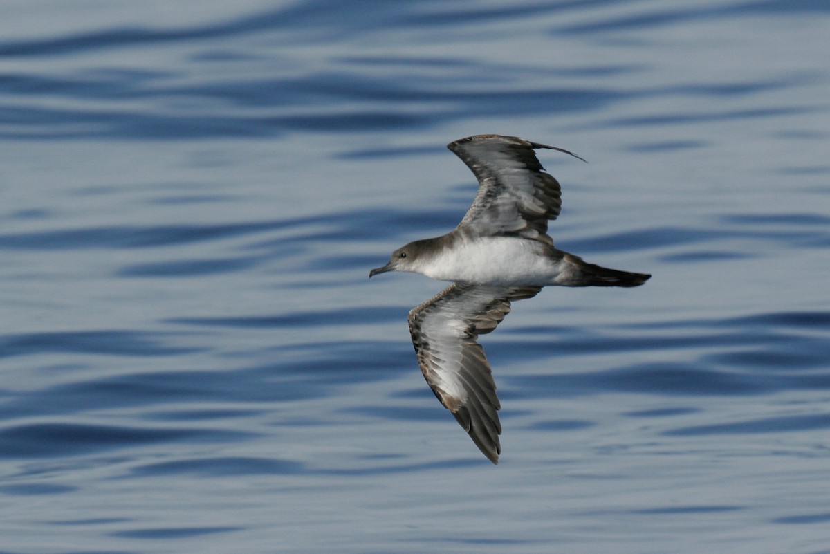 Wedge-tailed Shearwater - ML43115441