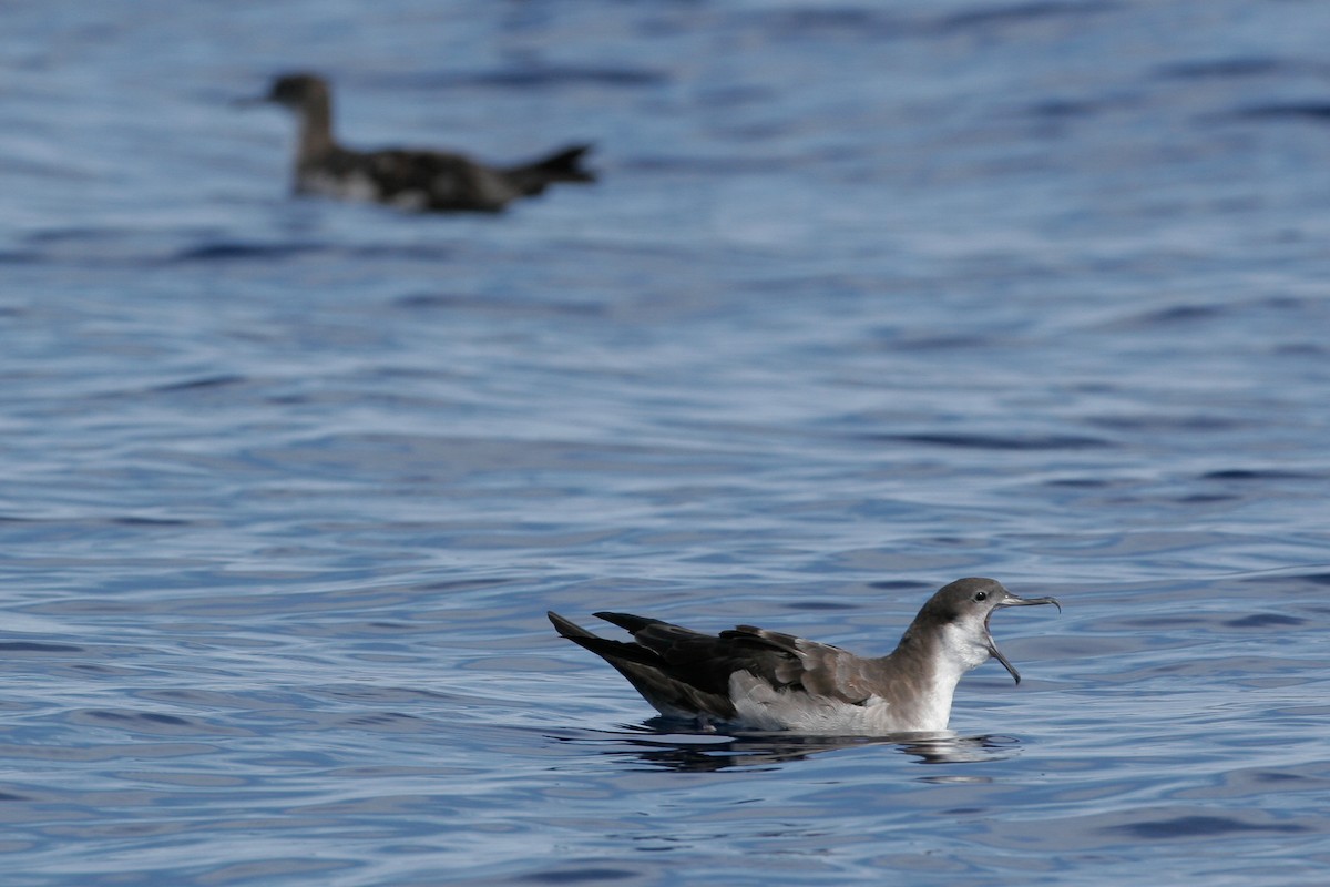 Wedge-tailed Shearwater - ML43115471