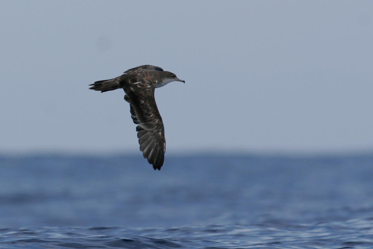 Wedge-tailed Shearwater - ML43115481