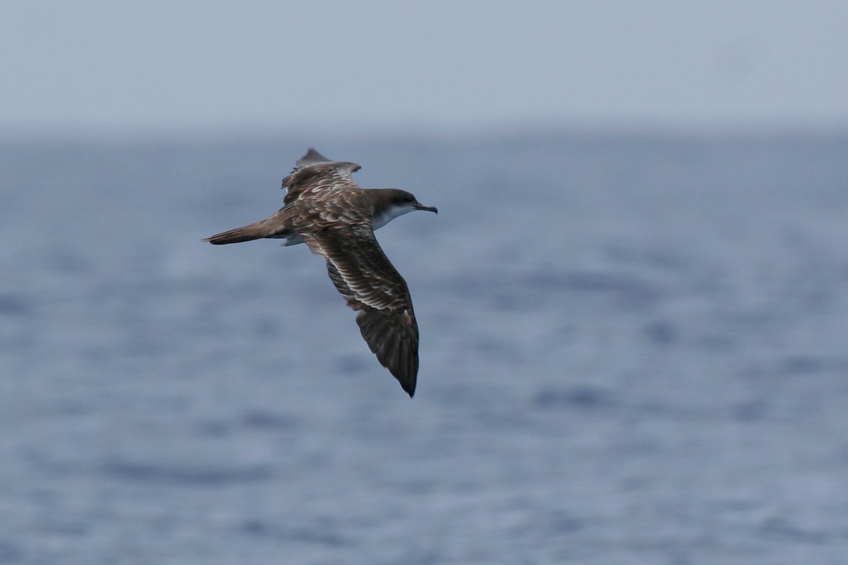 Wedge-tailed Shearwater - ML43115491