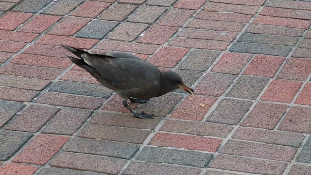 Heermann's Gull - ML431156441