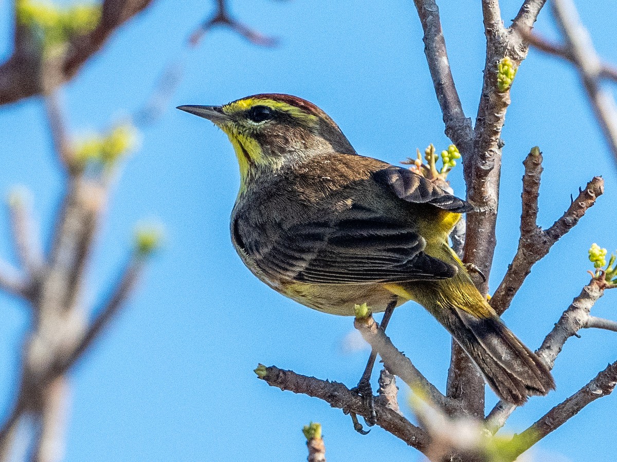 Palm Warbler - ML431156751