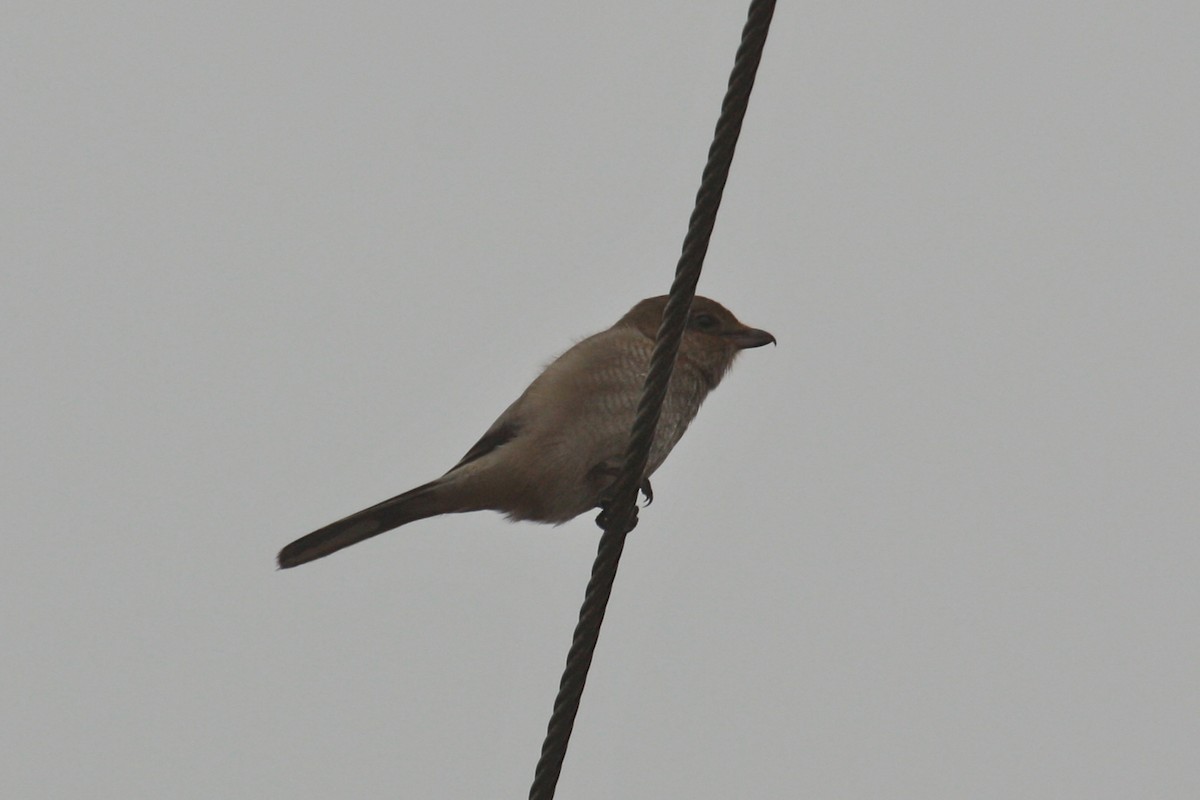 Northern Shrike - W. Douglas Robinson