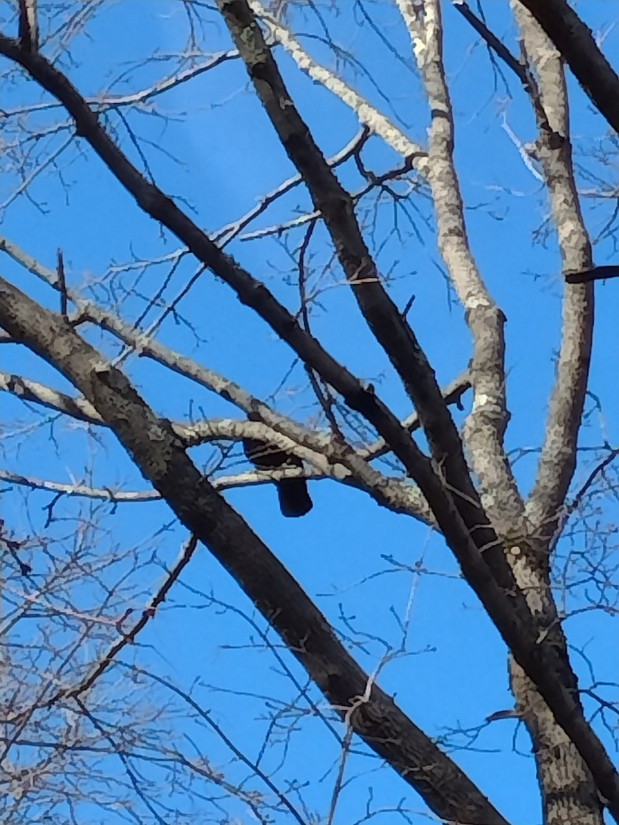 vrána americká - ML431158331