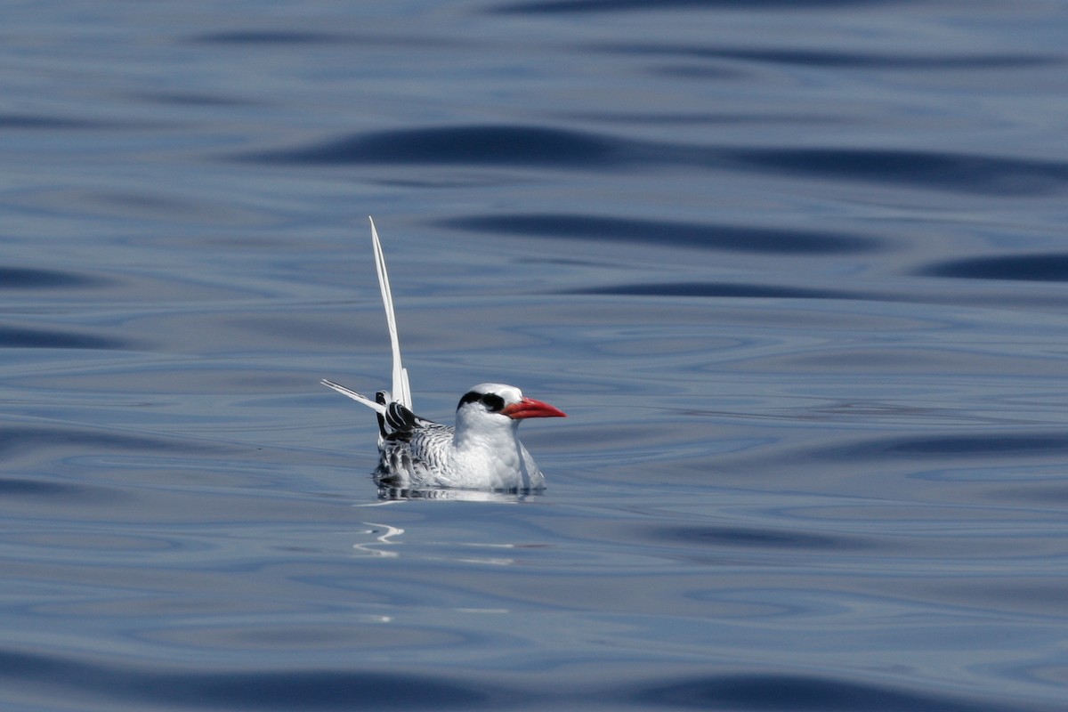 Red-billed Tropicbird - Chris Wood