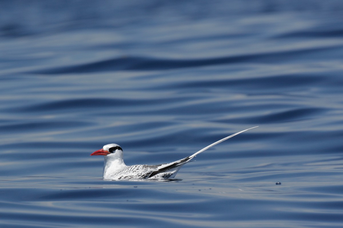 Red-billed Tropicbird - ML43115921