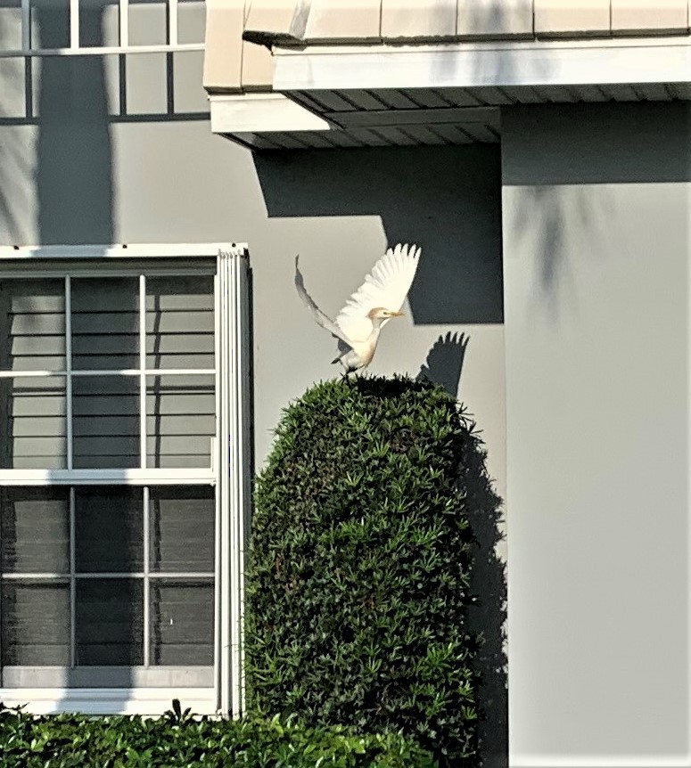 Western Cattle-Egret - ML431159501
