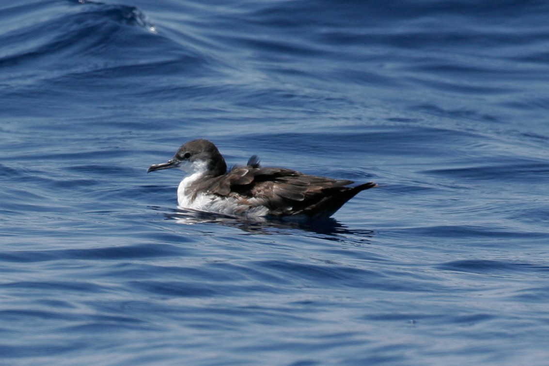 Galapagos Shearwater - ML43115951