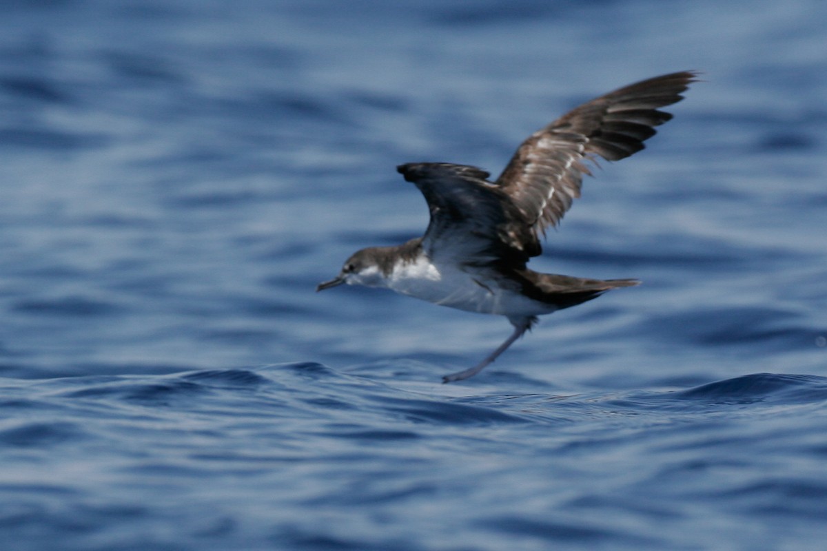 Galapagos Shearwater - ML43116001