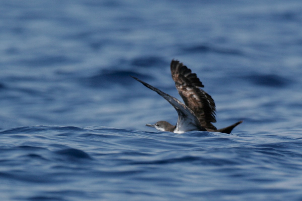 Galapagos Shearwater - ML43116011