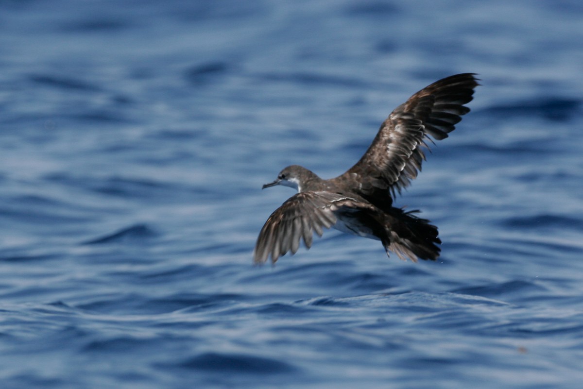 Galapagos Shearwater - ML43116021