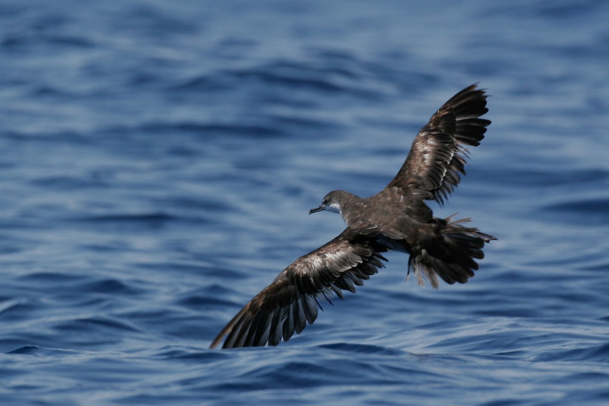 Galapagos Shearwater - ML43116031